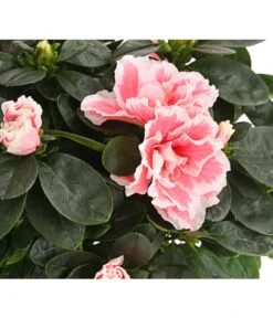 Zimmerazalee - Rhododendron Simsii, Sonderfarben -Gartenladen Im Freien 8205106 WE DE 001 AzaleeAzaleaSofaT12DehnerExpressHerzig