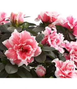 Zimmerazalee - Rhododendron Simsii, Sonderfarben -Gartenladen Im Freien 8205106 WE DE 001 AzaleeAzaleaSonderfarbeT12DehnerExpressHerzigOW