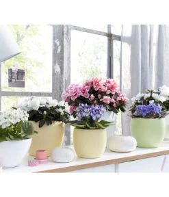 Zimmerazalee - Rhododendron Simsii, Sonderfarben -Gartenladen Im Freien 8205106 WE MO 001 AzaleenAzaleaSaintpauliaUsambaraveilchenOstershooting2016UveSauerDehner