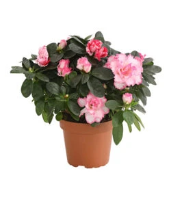 Zimmerazalee - Rhododendron Simsii, Sonderfarben