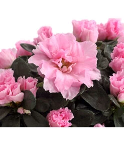 Zimmerazalee - Rhododendron Simsii -Gartenladen Im Freien 8205163 PR DE 002 AzaleeRosaDehnerExpressHerzig