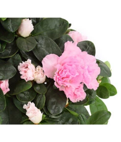 Zimmerazalee - Rhododendron Simsii -Gartenladen Im Freien 8205163 WE DE 001 AzaleeAzaleaRosaT12DehnerExpressHerzig