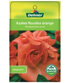 Zimmerazalee - Rhododendron Simsii 'Rosalea' -Gartenladen Im Freien 8206021 AzaleeRosaleaOrangeEtikett1