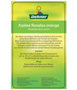 Zimmerazalee - Rhododendron Simsii 'Rosalea' -Gartenladen Im Freien 8206021 AzaleeRosaleaOrangeEtikett2