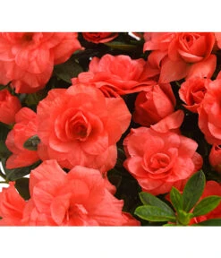 Zimmerazalee - Rhododendron Simsii 'Rosalea' -Gartenladen Im Freien 8206021 PR DE 001 AzaleeAzaleaRosaleaOrangeDehnerExpressHerzig