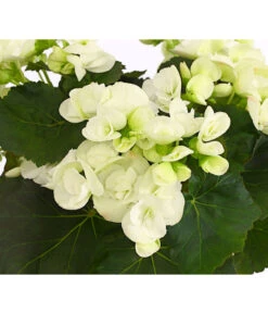 Elatior-Begonie - Begonia Elatior -Gartenladen Im Freien 8208399 PR DE 001 BegonieElatiorBegoniaWeissT13DehnerExpressHerzig