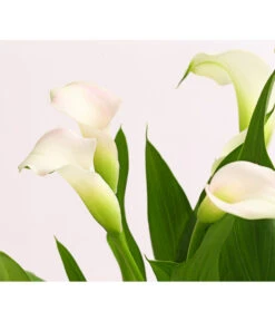 Zimmercalla - Zantedeschia Albomaculata, Verschiedene Sorten -Gartenladen Im Freien 8210734 WE DE 001 CallaOWDehnerExpressHerzig