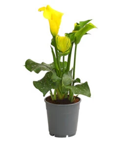 Zimmercalla - Zantedeschia Albomaculata, Verschiedene Sorten -Gartenladen Im Freien 8210734 WE FS 004 ZantedeschiaHybrideT12OWDehnerExpressHerzig