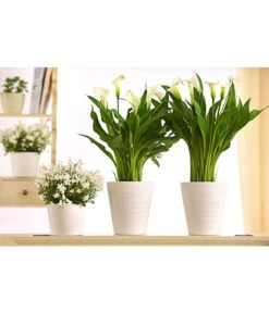 Zimmercalla - Zantedeschia Albomaculata, Verschiedene Sorten -Gartenladen Im Freien 8210734 WE MO 001 CallaDehnerExpressHerzig