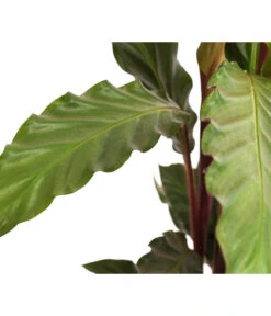 Korbmarante - Calathea Rufibarba -Gartenladen Im Freien 8210775 WE DE 002 CalatheaRufibarbaT12Marante