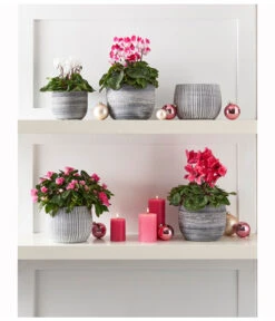 Midi Alpenveilchen, Weiß -Gartenladen Im Freien 8217903 WE MO 001 CyclameMidiWeiss