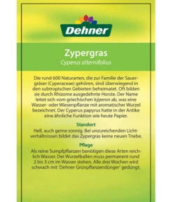 Zypergras - Cyperus Alternifolius -Gartenladen Im Freien 8218224 Zypergras Etikett 2