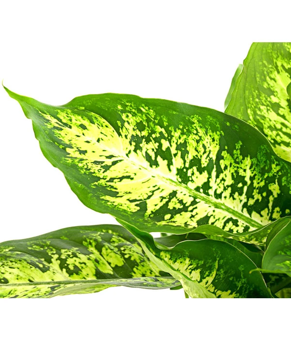 Dieffenbachie - Dieffenbachia Seguine Compacta 4 Dieffenbachie - Dieffenbachia Seguine Compacta – Bild 4