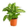 Dieffenbachie - Dieffenbachia Seguine Compacta