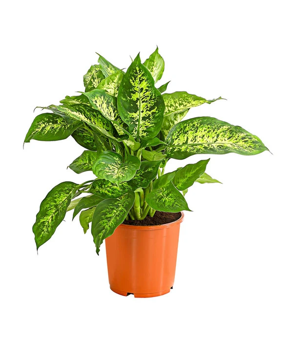 Dieffenbachie - Dieffenbachia Seguine Compacta 1 Dieffenbachie - Dieffenbachia Seguine Compacta