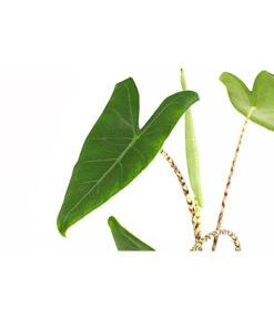 Pfeilblatt - Alocasia Zebrina -Gartenladen Im Freien 8223521 PR DE 001 AlocasiaZebrinaT15DehnerExpressHerzig