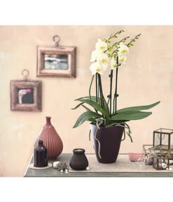 Schmetterlingsorchidee - Phalaenopsis Cultivars 'Multiflora' -Gartenladen Im Freien 8236242 PR MO 001 Phalaenopsis5 6TrieberDehnerExpressHerzig