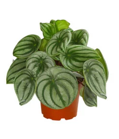 Wassermelonen-Peperomie - Peperomia Argyreia