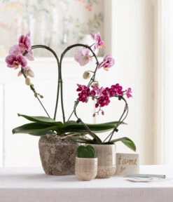 Schmetterlingsorchidee - Phalaenopsis Cultivars 'Heart', Verschiedene Sorten -Gartenladen Im Freien 8245052 WE MO 001 SchmetterlingsorchideeMidi