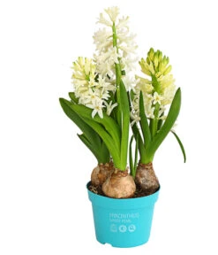 Hyazinthe, 3 Zwiebeln