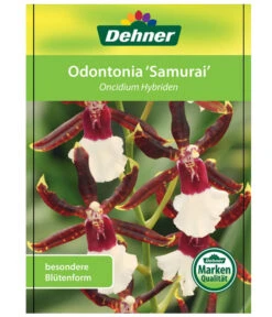 Odontonia-Orchidee - Odontonia Hybriden 'Samurai' -Gartenladen Im Freien 8256158 OdontoniaSamuraiEtikett1