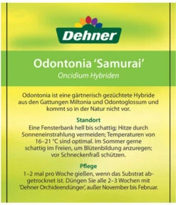 Odontonia-Orchidee - Odontonia Hybriden 'Samurai' -Gartenladen Im Freien 8256158 OdontoniaSamuraiEtikett2