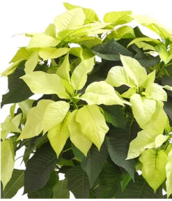 Weihnachtsstern - Euphorbia Pulcherrima, Stämmchen -Gartenladen Im Freien 8258899 WE DE 001 PoinsettienStammWeissWeihnachtsstern