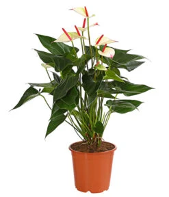 Flamingoblume - Anthurium-Hybride 'Special Love'