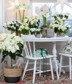 Weihnachtsstern - Euphorbia Pulcherrima, Stämmchen -Gartenladen Im Freien 8260267 WE MO 001 WeihnachtsblueherEuphorbiaPulcherrima