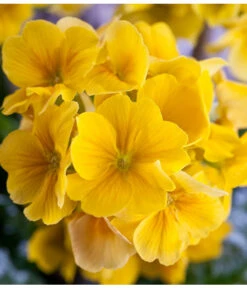 Stängelprimel, Schale -Gartenladen Im Freien 8261463 PR DE 001 JuwelPrimulaSchaleGelbDehnerWunderlichEva