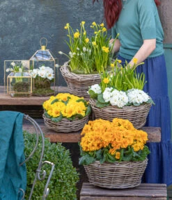 Stängelprimel, Schale -Gartenladen Im Freien 8261463 WE MO 001 FruehlingsHighlights