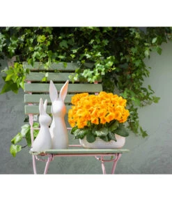 Stängelprimel, Schale -Gartenladen Im Freien 8261463 WE MO 001 PrimelPrimulaSchaleGelb Hase