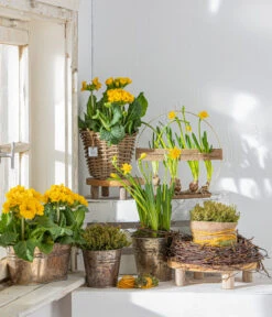 Stängelprimel, Schale -Gartenladen Im Freien 8261463 WE MO 001 PrimulaStaengelprimel