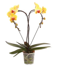 Schmetterlingsorchidee - Phalaenopsis Cultivars 'Heart', Verschiedene Sorten -Gartenladen Im Freien 8280505 WE FS 002 SchmetterlingsorchideePhalaenopsisHeart2TrieberSonderfarbenDehnerExpressHerzig
