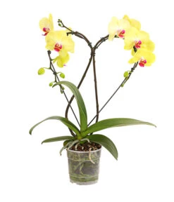Schmetterlingsorchidee - Phalaenopsis Cultivars 'Heart', Verschiedene Sorten -Gartenladen Im Freien 8280505 WE FS 003 SchmetterlingsorchideePhalaenopsisHeart2TrieberSonderfarbenDehnerExpressHerzig
