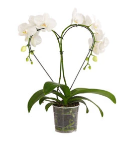 Schmetterlingsorchidee - Phalaenopsis Cultivars 'Heart', Verschiedene Sorten -Gartenladen Im Freien 8280505 WE FS 005 SchmetterlingsorchideePhalaenopsisHeart2TrieberSonderfarbenDehnerExpressHerzig