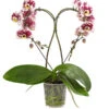 Schmetterlingsorchidee - Phalaenopsis Cultivars 'Heart', Verschiedene Sorten