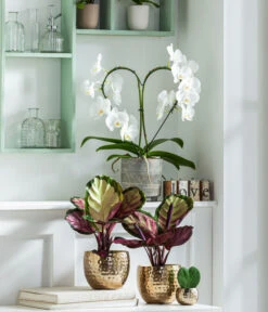 Schmetterlingsorchidee - Phalaenopsis Cultivars 'Heart', Verschiedene Sorten -Gartenladen Im Freien 8280505 WE MO 001 PhalaenopsisHerzT12