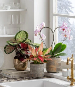 Schmetterlingsorchidee - Phalaenopsis Cultivars 'Heart', Verschiedene Sorten -Gartenladen Im Freien 8280505 WE MO 001 PhalaenosisHeartT12Valentin