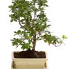Outdoor-Bonsai Japanische Azalee - Azalee Japonica