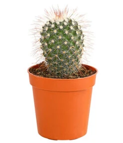 Kaktus - Cactaceae, Verschiedene Sorten -Gartenladen Im Freien 8297574 PR FS 003 KakteenMixMiniTorroT6DehnerExpressHerzig