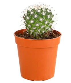 Kaktus - Cactaceae, Verschiedene Sorten -Gartenladen Im Freien 8297574 PR FS 004 KakteenMixMiniTorroT6DehnerExpressHerzig