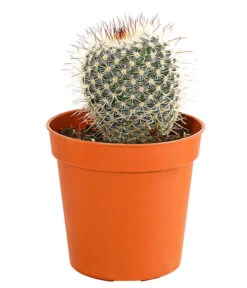 Kaktus - Cactaceae, Verschiedene Sorten -Gartenladen Im Freien 8297574 PR FS 006 KakteenMixMiniTorroT6DehnerExpressHerzig