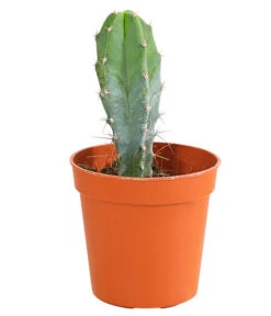 Kaktus - Cactaceae, Verschiedene Sorten -Gartenladen Im Freien 8297574 PR FS 007 KakteenMixMiniTorroT6DehnerExpressHerzig