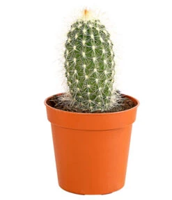 Kaktus - Cactaceae, Verschiedene Sorten -Gartenladen Im Freien 8297574 PR FS 008 KakteenMixMiniTorroT6DehnerExpressHerzig