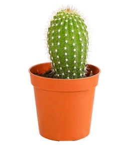 Kaktus - Cactaceae, Verschiedene Sorten -Gartenladen Im Freien 8297574 PR FS 009 KakteenMixMiniTorroT6DehnerExpressHerzig