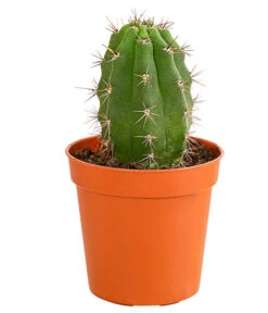 Kaktus - Cactaceae, Verschiedene Sorten -Gartenladen Im Freien 8297574 PR FS 010 KakteenMixMiniTorroT6DehnerExpressHerzig