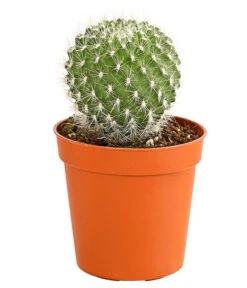 Kaktus - Cactaceae, Verschiedene Sorten -Gartenladen Im Freien 8297574 PR FS 011 KakteenMixMiniTorroT6DehnerExpressHerzig