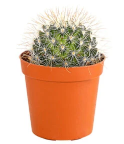 Kaktus - Cactaceae, Verschiedene Sorten -Gartenladen Im Freien 8297574 PR FS 012 KakteenMixMiniTorroT6DehnerExpressHerzig