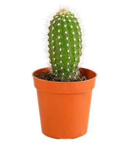 Kaktus - Cactaceae, Verschiedene Sorten -Gartenladen Im Freien 8297574 PR FS 013 KakteenMixMiniTorroT6DehnerExpressHerzig